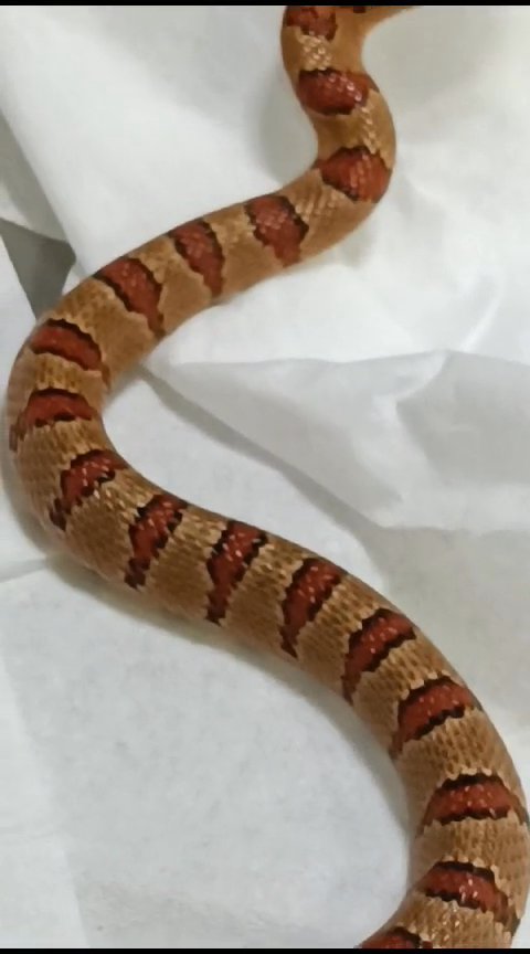 King Snake in Dubai