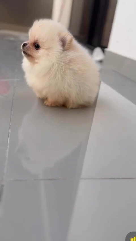 Teacup Pomeranian Female Puppy in Dubai