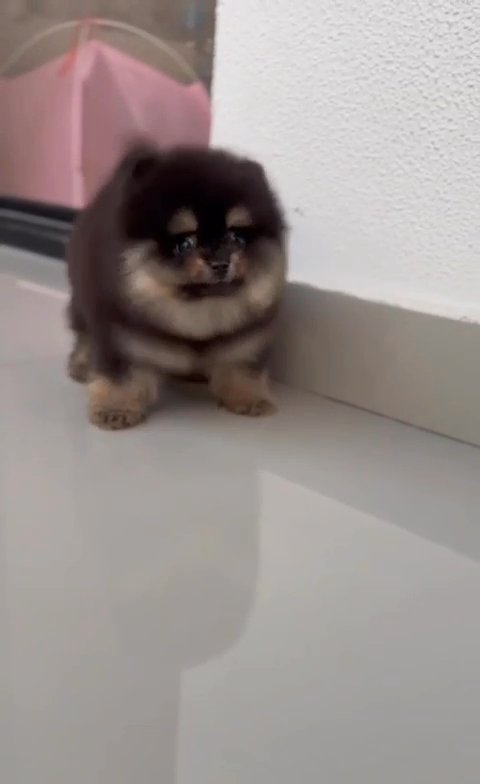 Teacup Pomeranian Puppy in Dubai