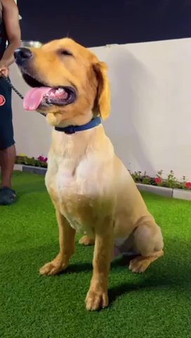 Golden Retriever Male Champion Bloodline قولدن ذكر in Ajman
