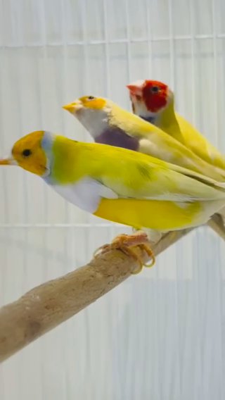 GOULDIAN FINCH YELLOW in Dubai