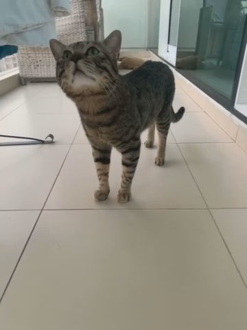 Savanh 3 Mixed Desert Mau in Dubai