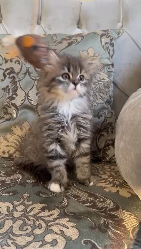 Siberian kitten for sale in Dubai
