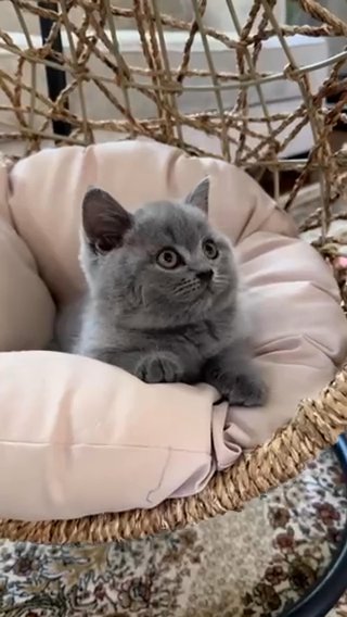 Sold /British Shorthair Kitten in Abu Dhabi