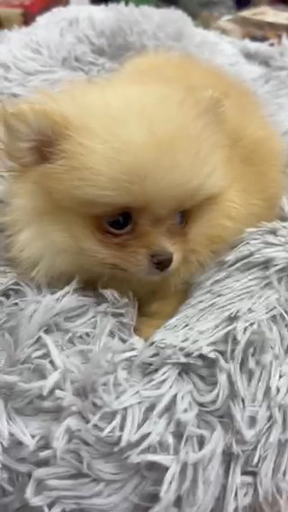 (SOLD) Beautiful Teacup Pomeranian in RAK City