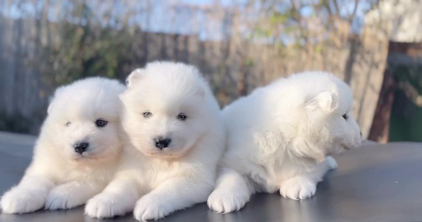 Samoyed in Dubai