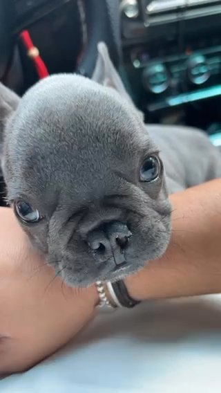 Most adorable Frenchie in Dubai