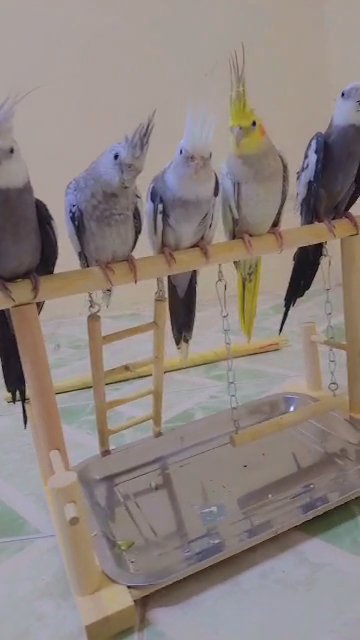 Hand-tamed white-faced cockatiels in Sharjah