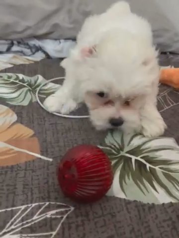 Maltese Male Pup For Rehoming in Abu Dhabi