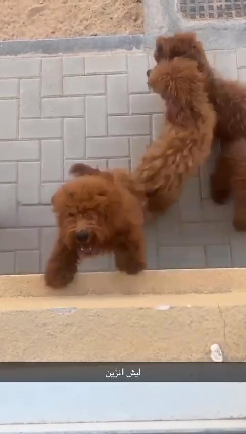 toy poodle puppies توي بوديل in Sharjah