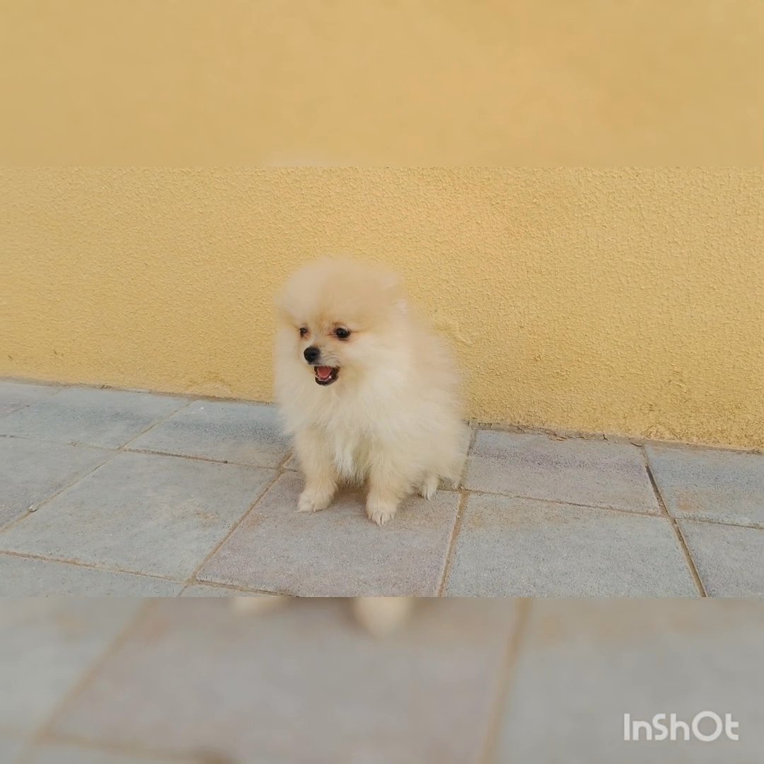 mini Pomeranian in Fujairah