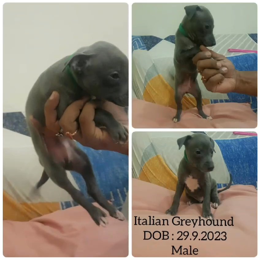 Italian Greyhound puppies available in Dubai
