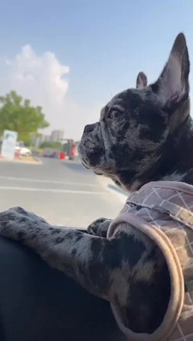 Merle French Bulldog Rare in Dubai