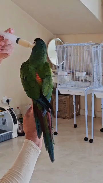 illiger's mini macaw in Dubai
