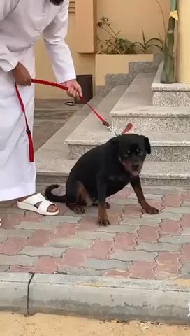 Rottweiler Female For Sale in Dubai