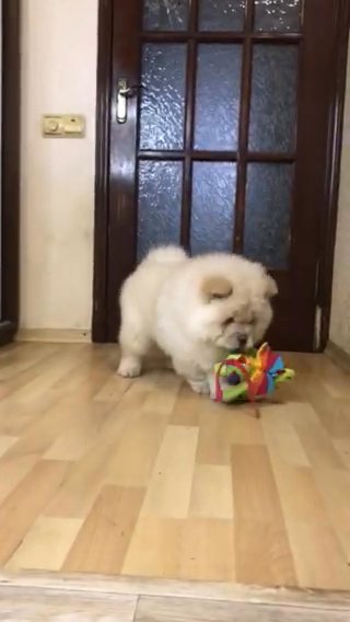 CHOW CHOW PUPPY IMPORTED in Dubai