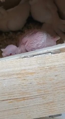 Albino Cockatiel Breeding Pair For Sale in Dubai