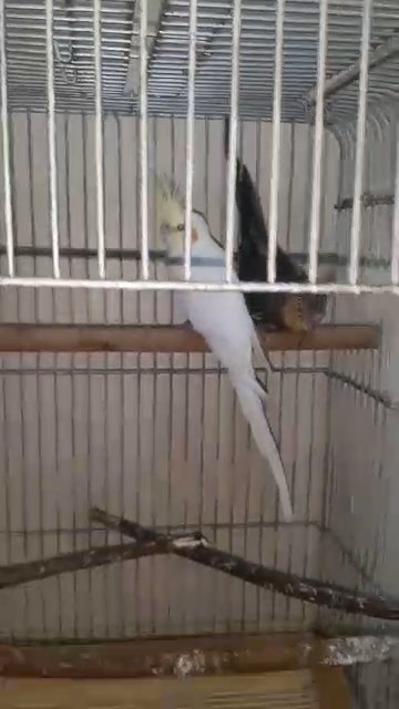 Cockatiel pair with cage in Dubai