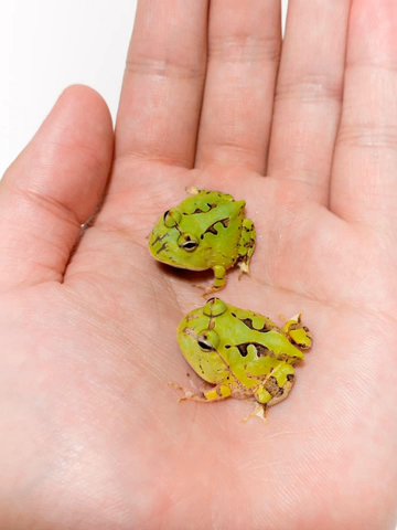Pacman Frog Baby Green in Dubai