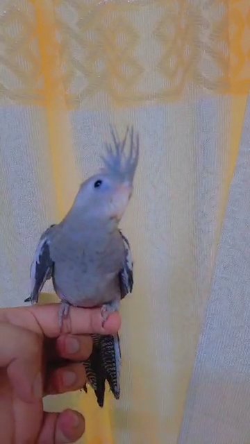 Hand-tamed white-faced cockatiels in Sharjah
