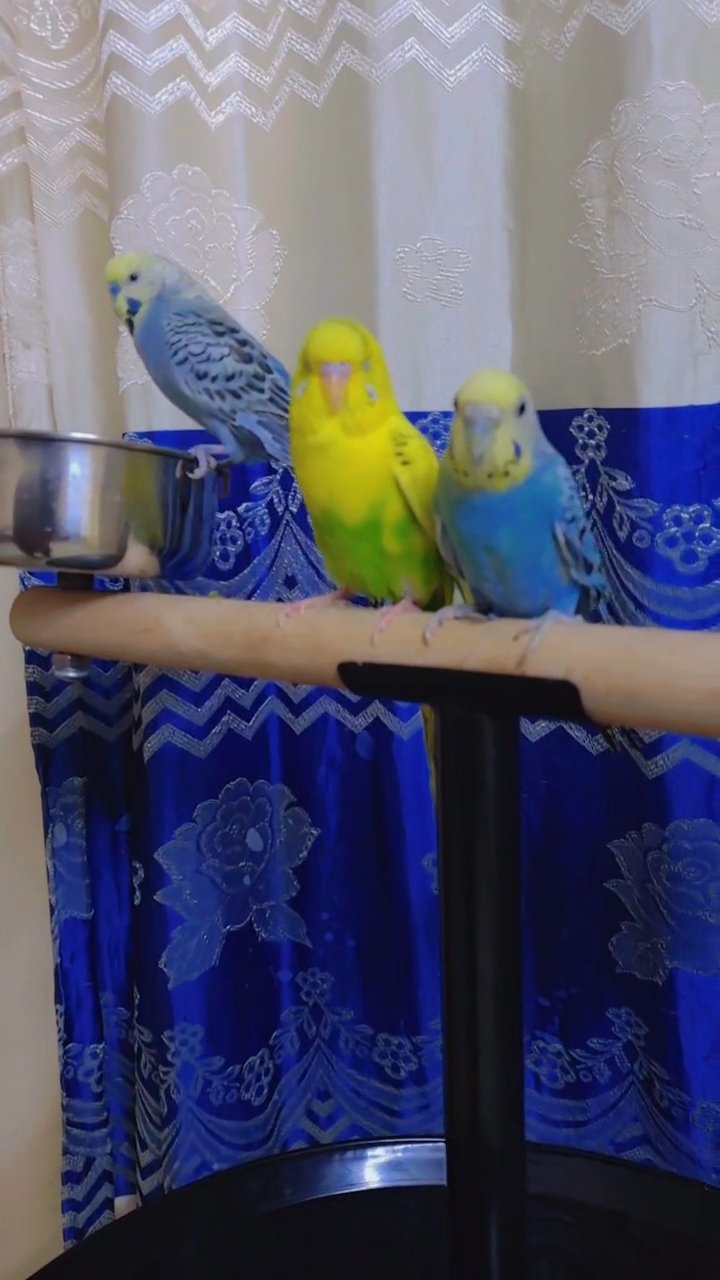 Hand-tamed budgies in Sharjah