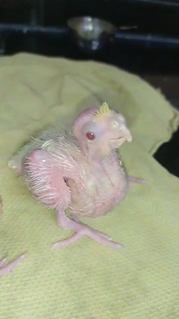 11-15 day old hand feeding cockateil chicks in Sharjah