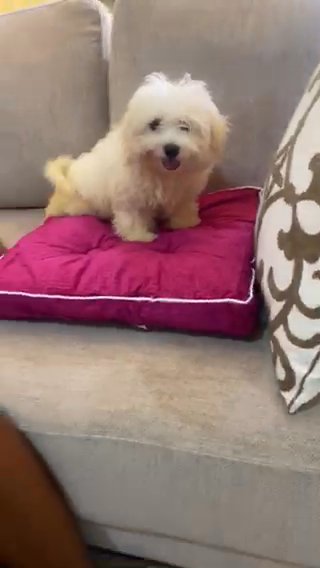 Maltese Male TOP OFFER CAN REHOME ✅✅✅ in RAK City