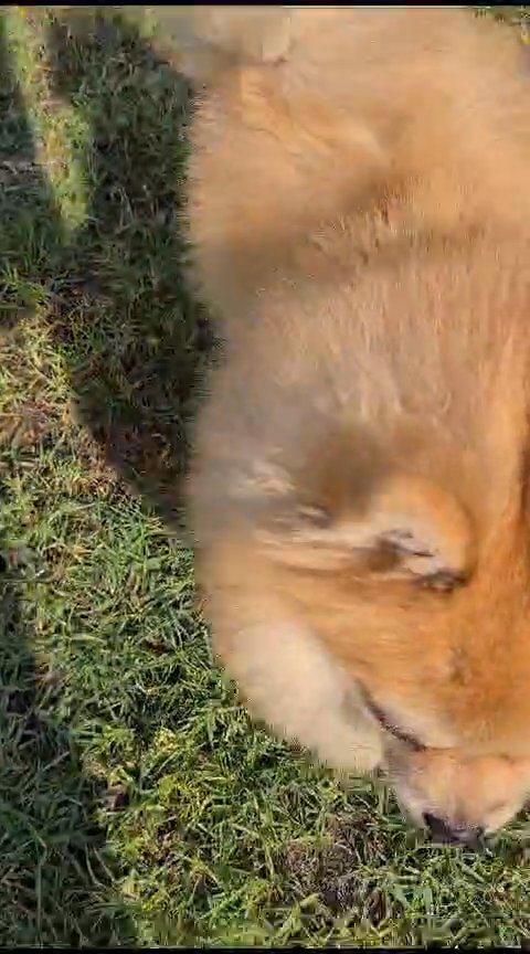 Bear Face Male Pomeranian for Mating/Stud in Abu Dhabi
