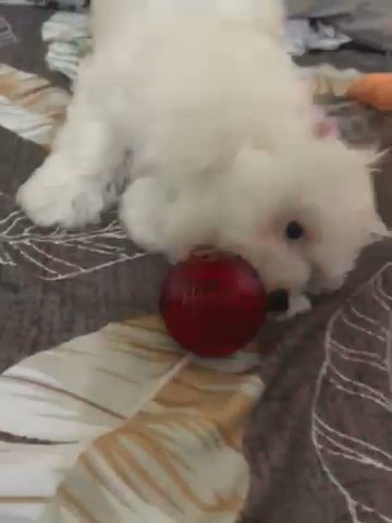 Maltese Male Pup For Rehoming in Abu Dhabi