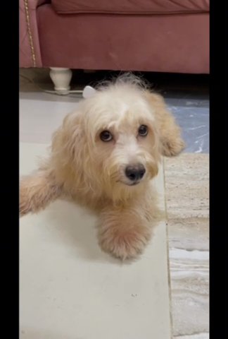 Male Maltese Mix Chihuahua Free 1 Female Puppy in Al Ain