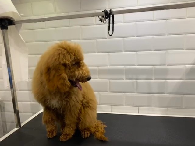 goldendoodle in Dubai