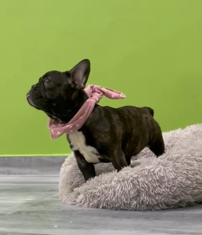Gorgeous And Pure French Bulldog BEST PRICES in RAK City