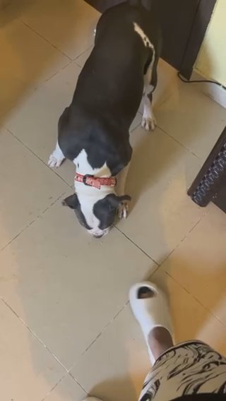 بولي للتلفيح  American Bully Standard For Mating in Abu Dhabi