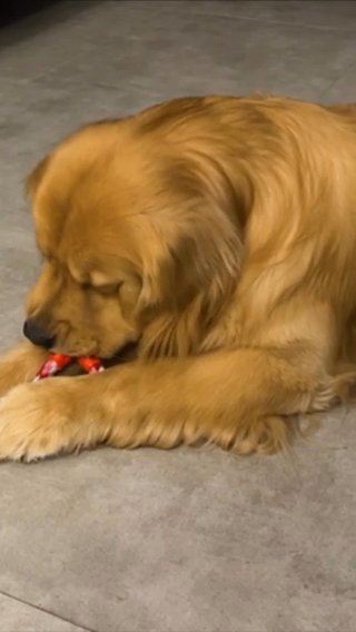 Sagan (Stud) - Show Golden Retriever for Mating in Dubai