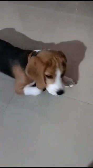 Cute beagle dog in Dubai