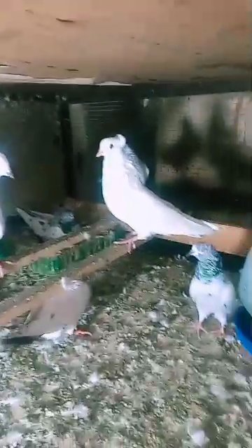 pigeon sale in Dubai