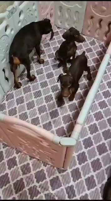 Dobermann Puppies in Dubai