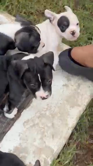 High Quality American Bully Puppies in Dubai