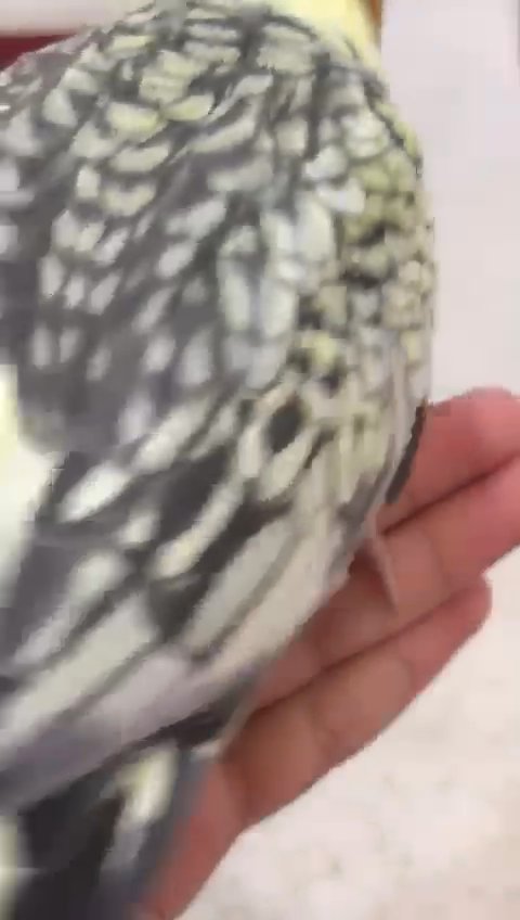 Sper Tamed cockatiel, 4 months old in Al Ain
