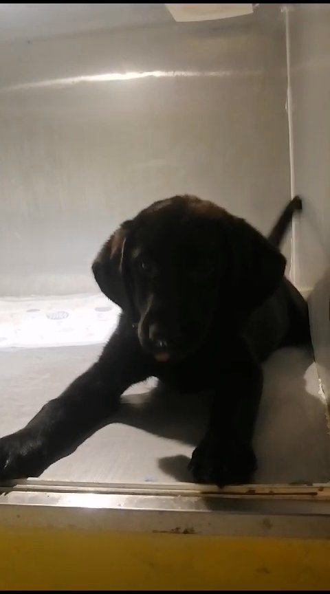 Cute Labrador Female Available 😍 in Dubai