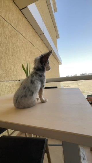 Blue Merle Chihuahua For Stud/Mating in Dubai