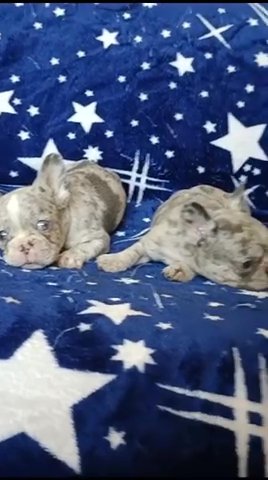 The Rarest French Bulldogs In The UAE Lilac Merle in RAK City