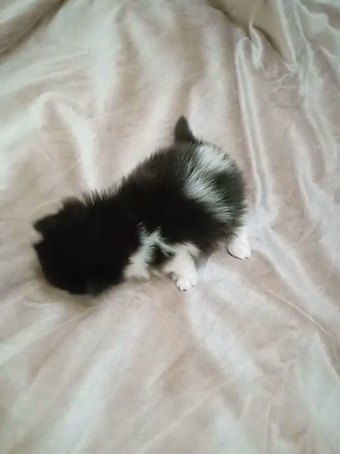 Highland Fold. chubby female kitten. bicolor very gentle and affectionate in Al Ain