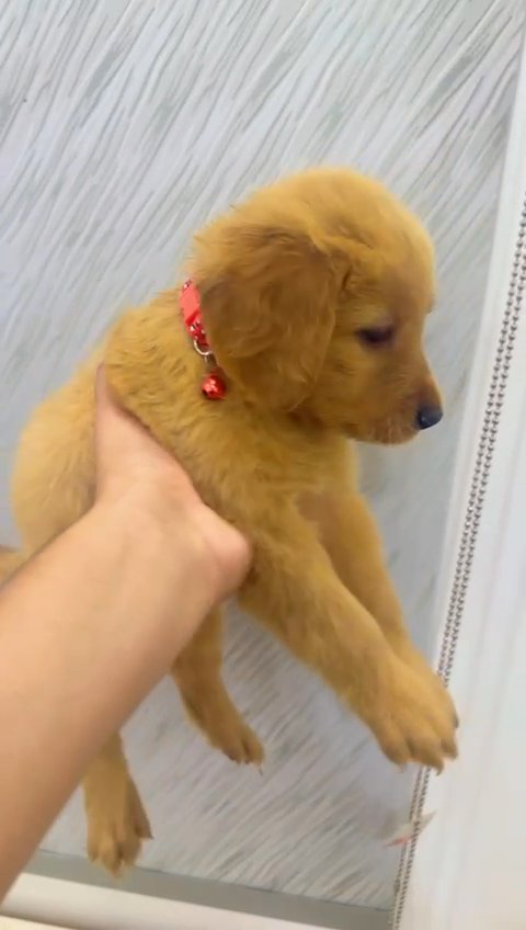 Cute Golden Retriever Puppies 🐶 in Dubai