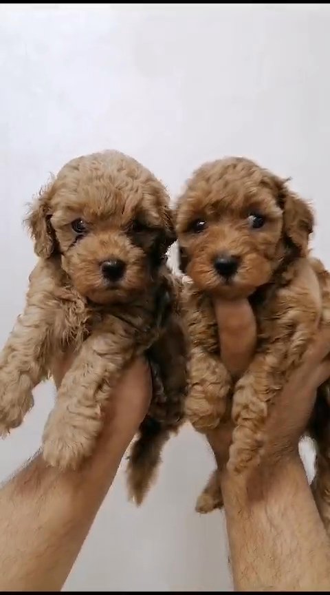 Toy Poodle Available in Dubai