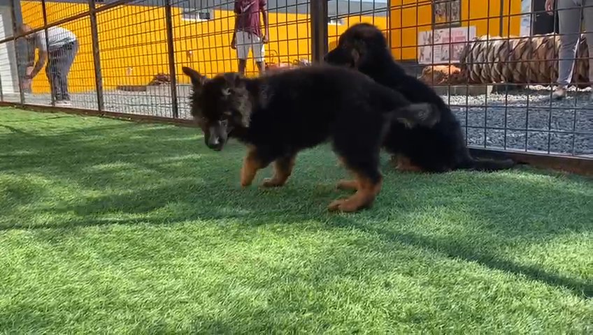 Top quality German shepherd Puppies in Dubai