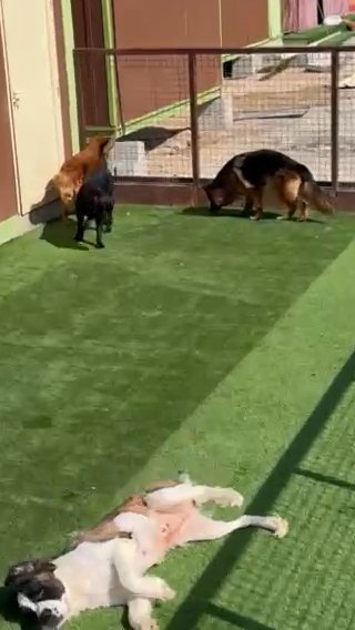 Saint Bernard Female Adults For Rehoming in Dubai