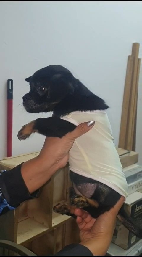 Chihuahua Dachshund in Dubai
