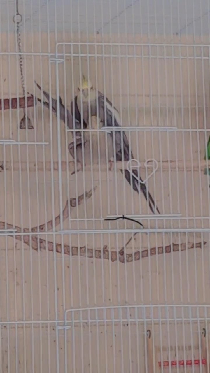Breeding pair cockatiels in Sharjah