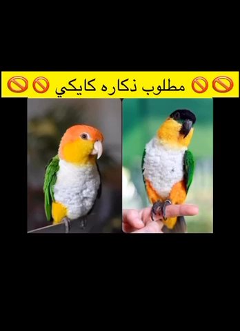 _ in Dubai